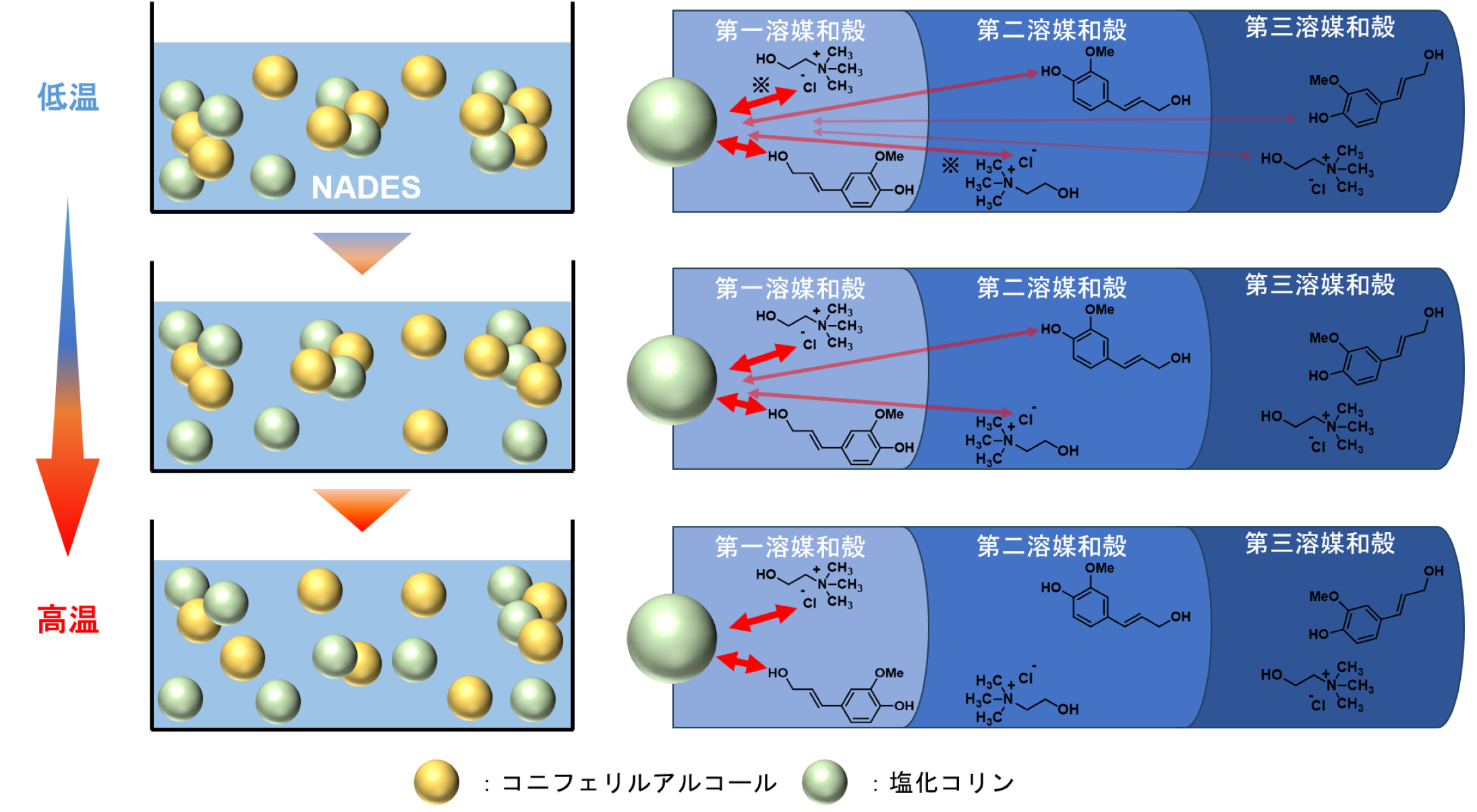 CA-ChCl LTTM�̍\��